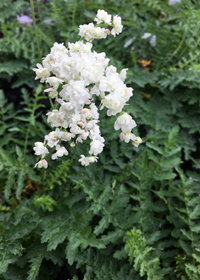 Filipendula vulgaris 'Flore Pleno'